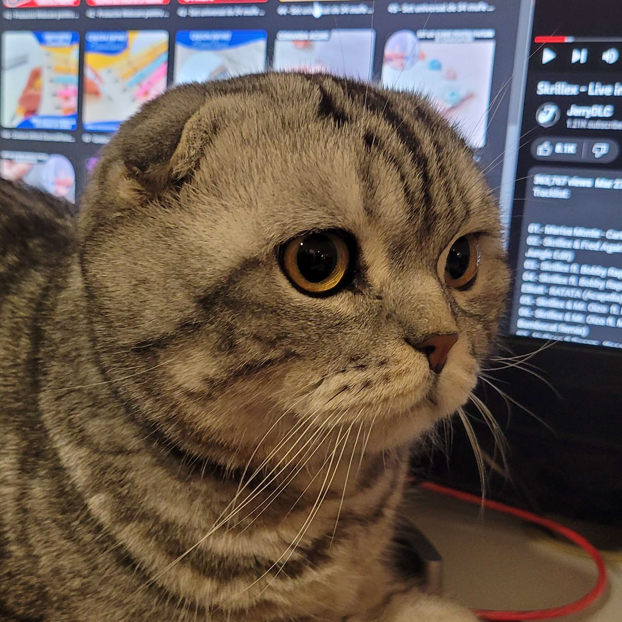 SINEWAVE's Cat #3