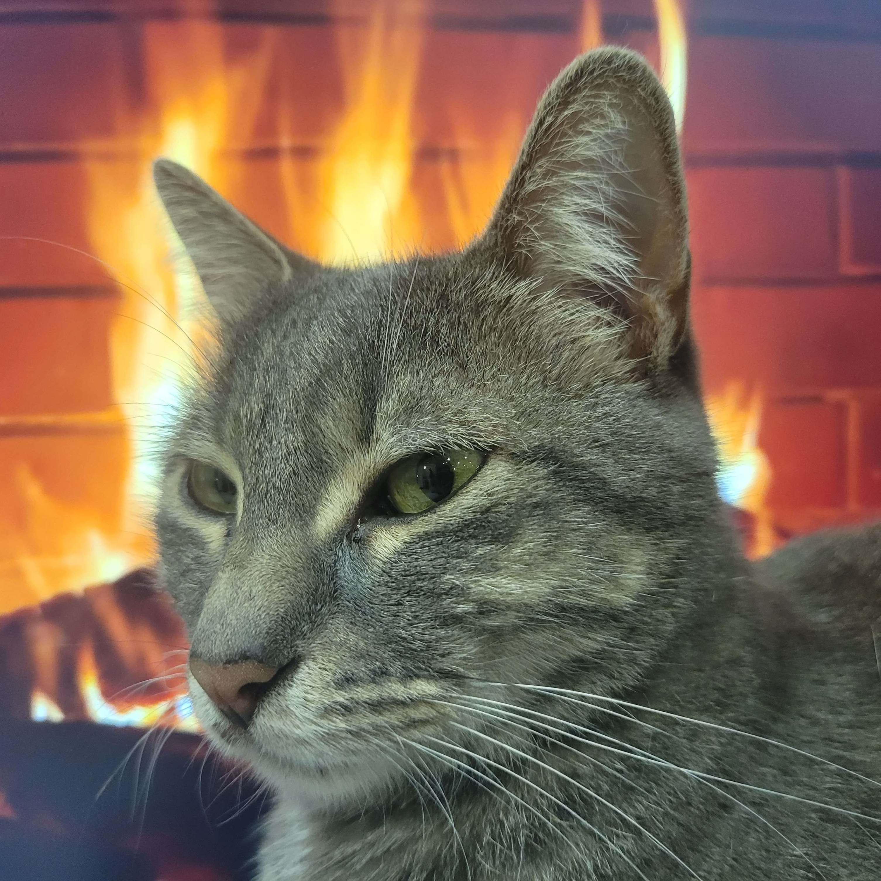 SINEWAVE's Cat #4