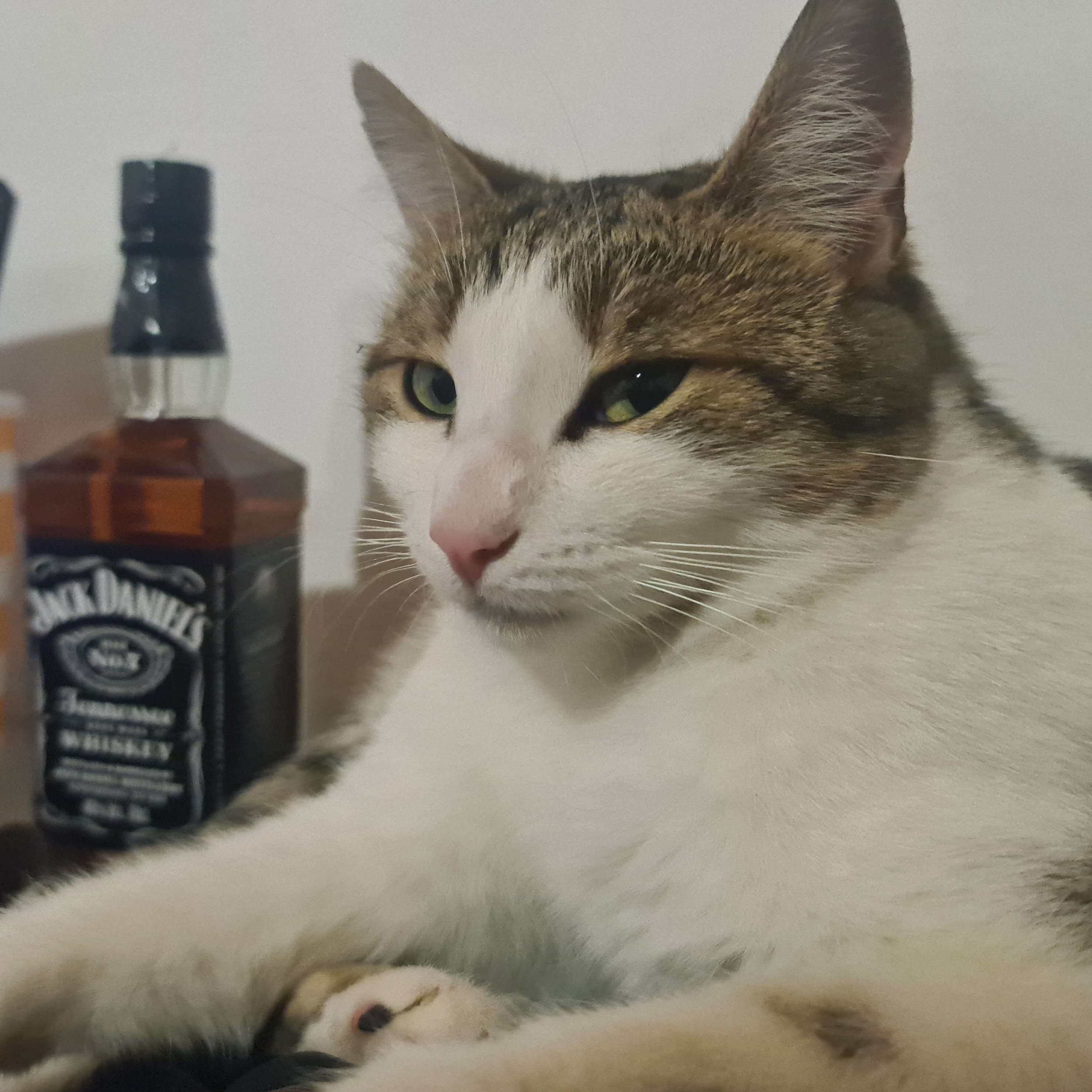 SINEWAVE's Cat #5
