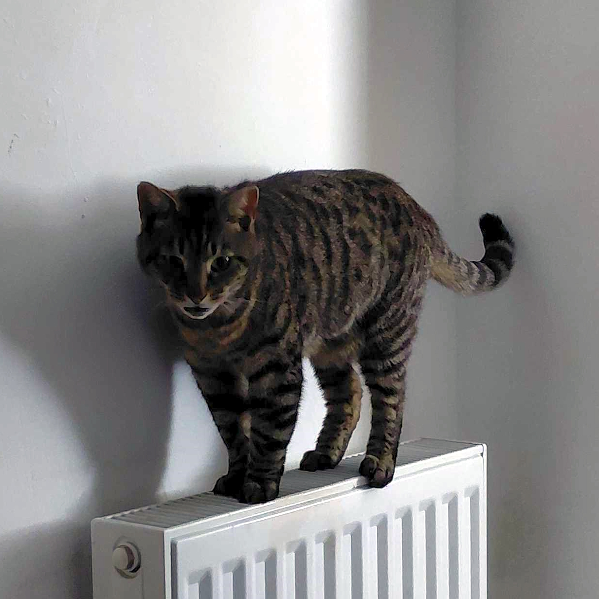 esmatty's Cat