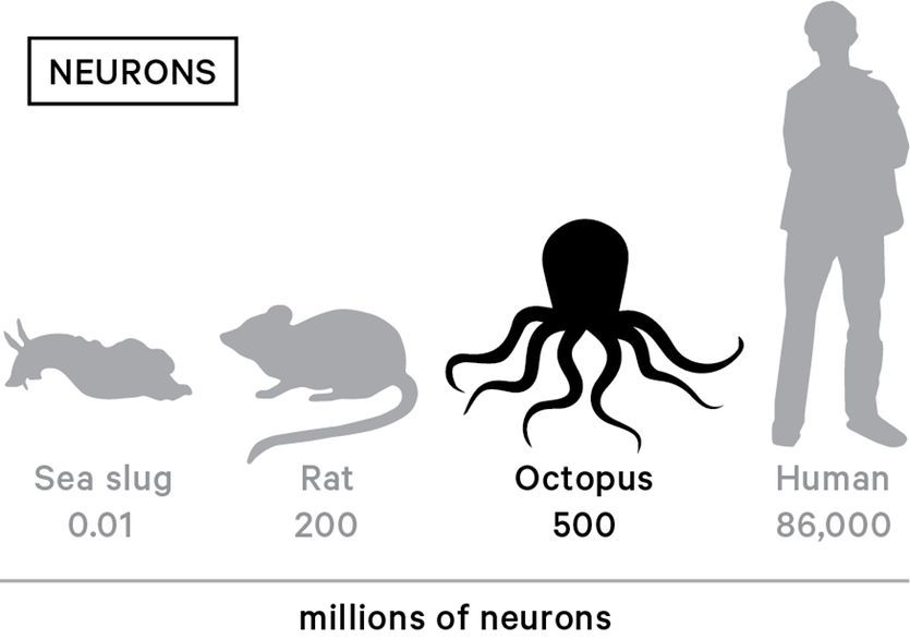 不同动物神经元数量对比