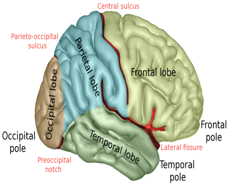 大脑主要裂以及叶的侧面图