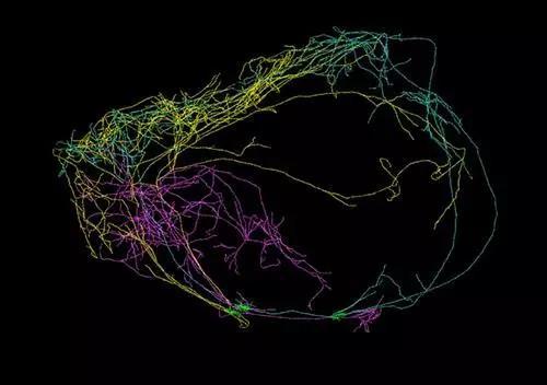 发现的三个巨大神经元