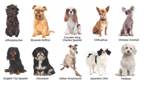 Hai926/Dog-Breed-Image-Classification-Stanford-University-Dog-Dataset ...