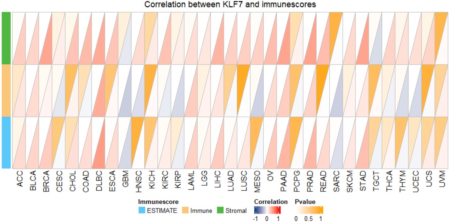 KLF7 and immune score correlation triangle