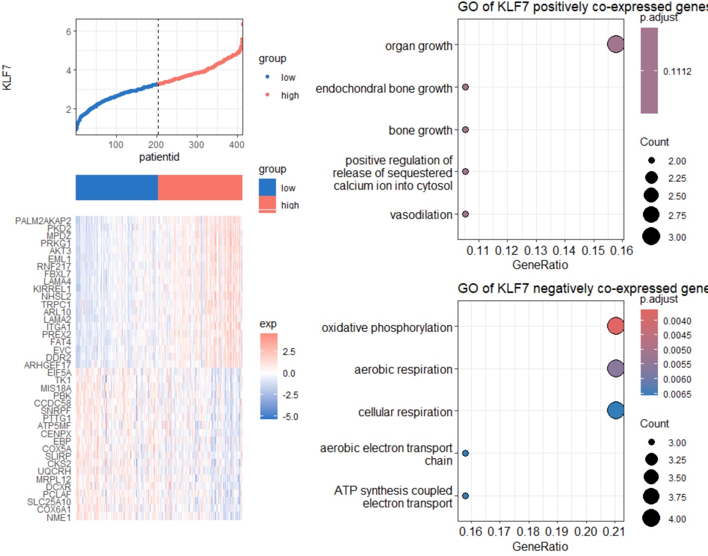 Heatmap and Go enrichment of co-expressed genes of KLF7 in STAD