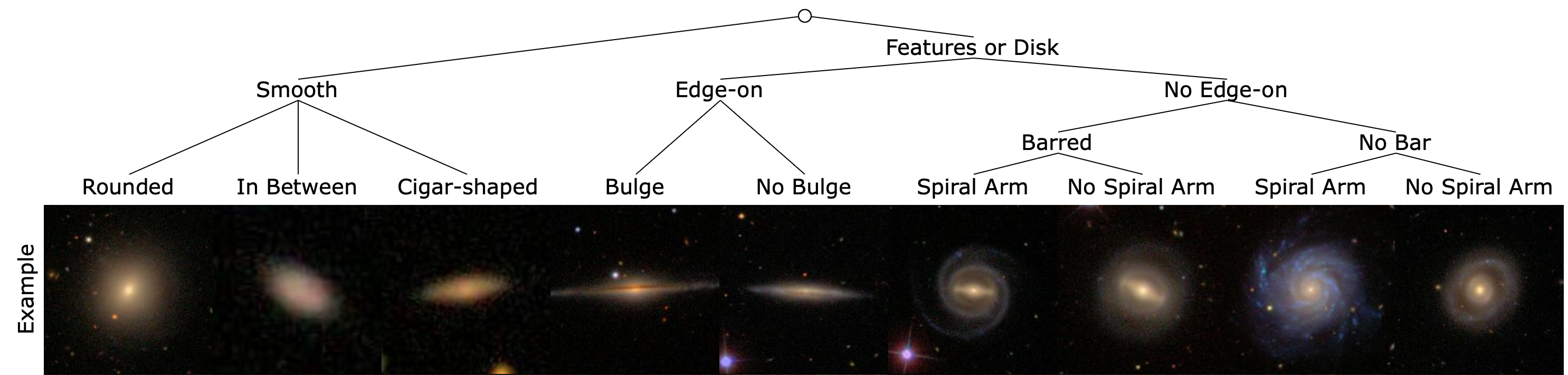 Classification Tree