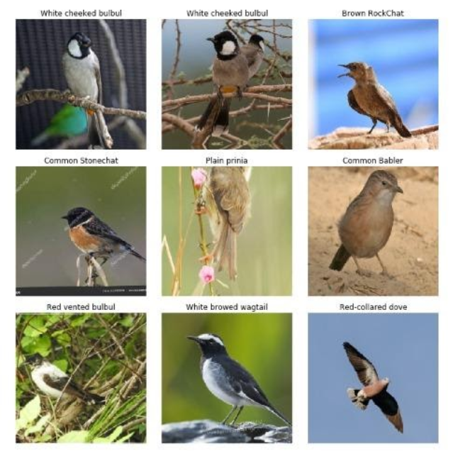 Pilani_Birds