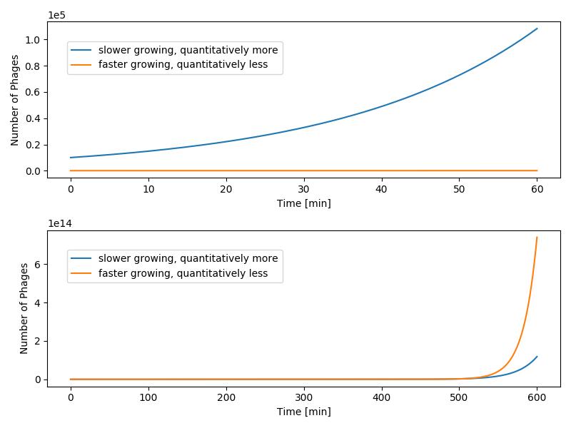 Growth Simulation