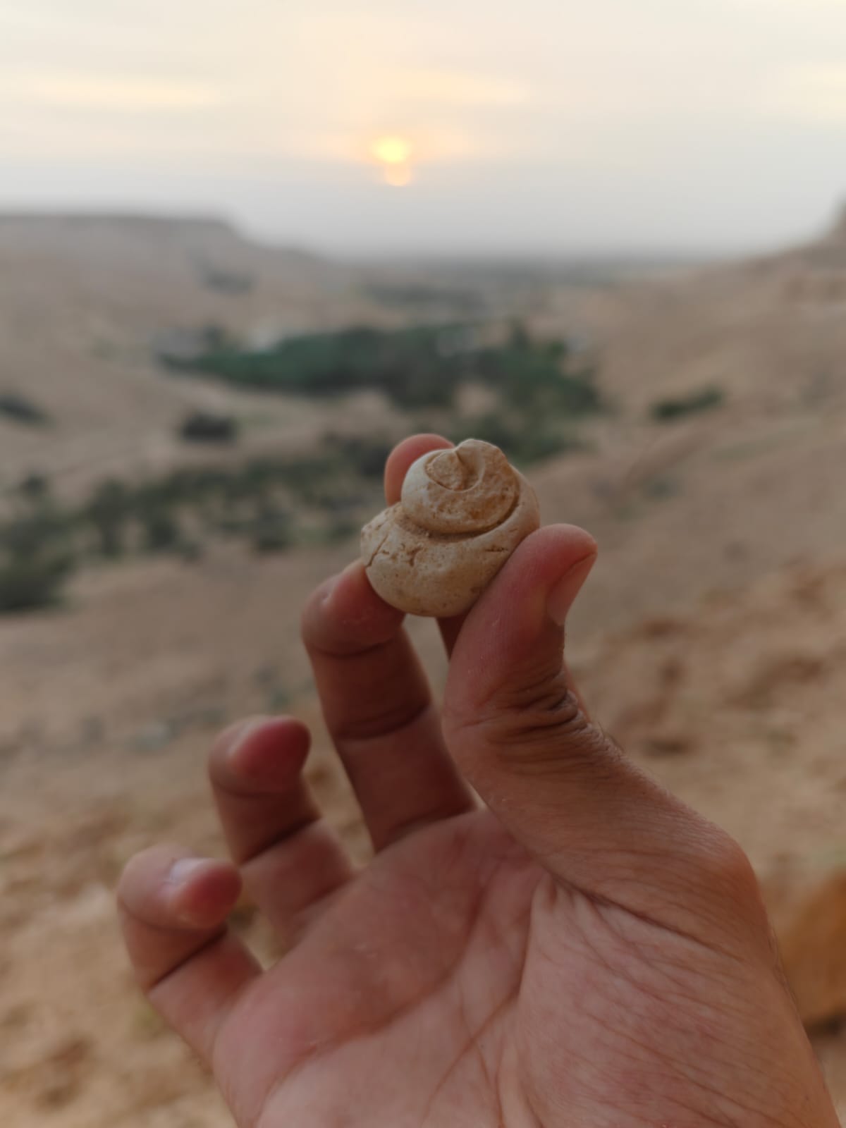 Ancient fossil