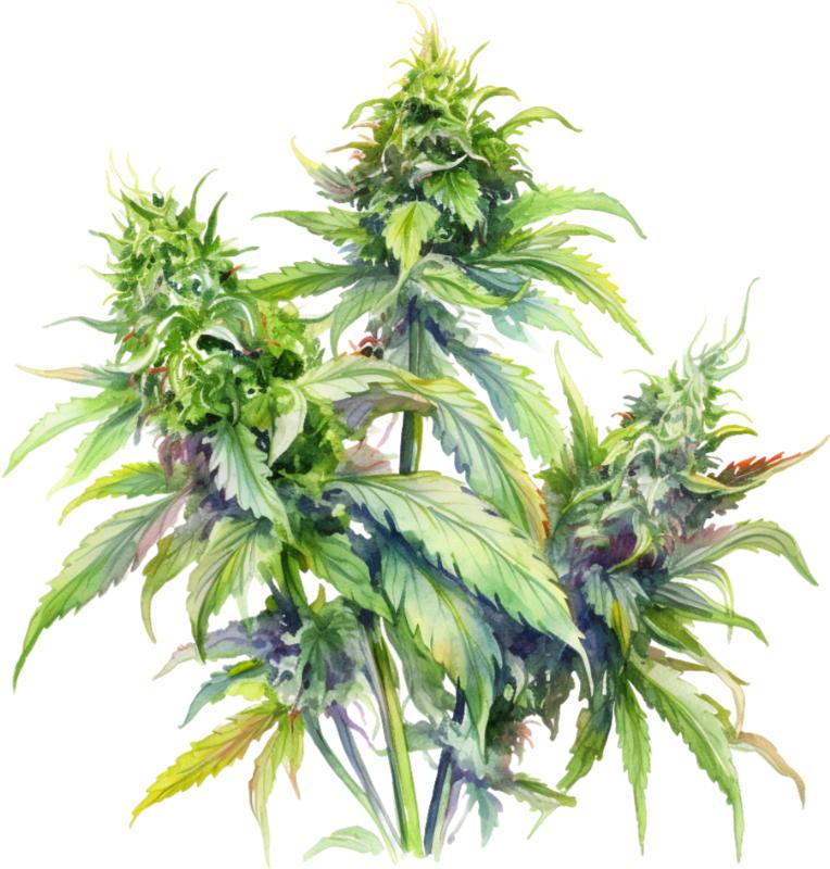 Heat transfers Iron on stickers Weeds 420 Cannabis happy plant 140 for Tshirts Iron on Decal Patches Stickers Clothes Hat Pillows DIY Crafts