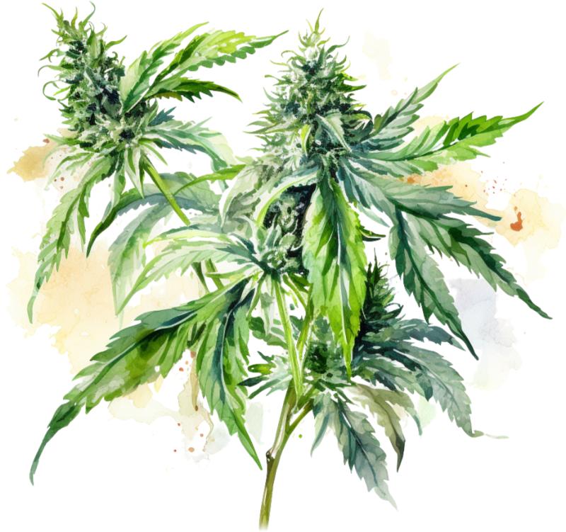 Heat transfers Iron on stickers Weeds 420 Cannabis happy plant 137 for Tshirts Iron on Decal Patches Stickers Clothes Hat Pillows DIY Crafts