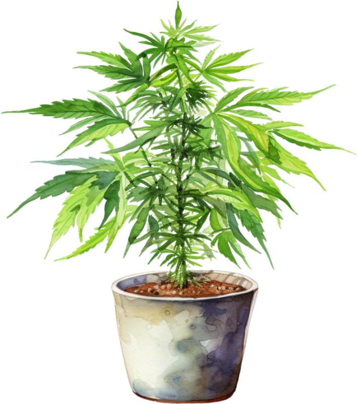 Heat transfers Iron on stickers Weeds 420 Cannabis happy plant 101 for Tshirts Iron on Decal Patches Stickers Clothes Hat Pillows DIY Crafts