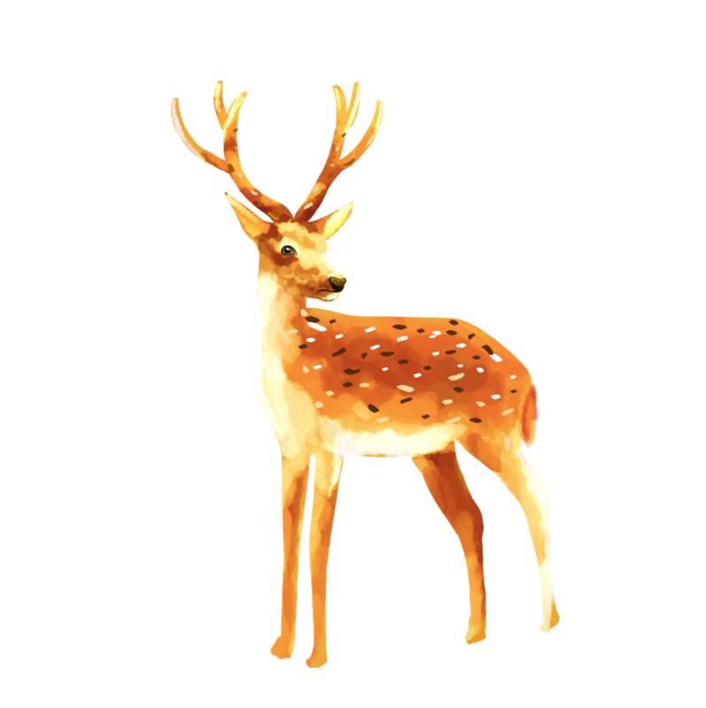 Heat transfers Iron on stickers  highland cow 207 for Tshirts Iron on Decal Patches Stickers Clothes Hat Pillows DIY Crafts