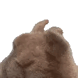 :bunny-vibe: