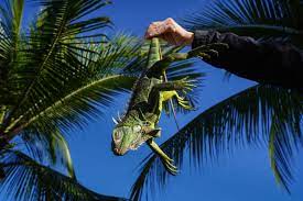 theiguana