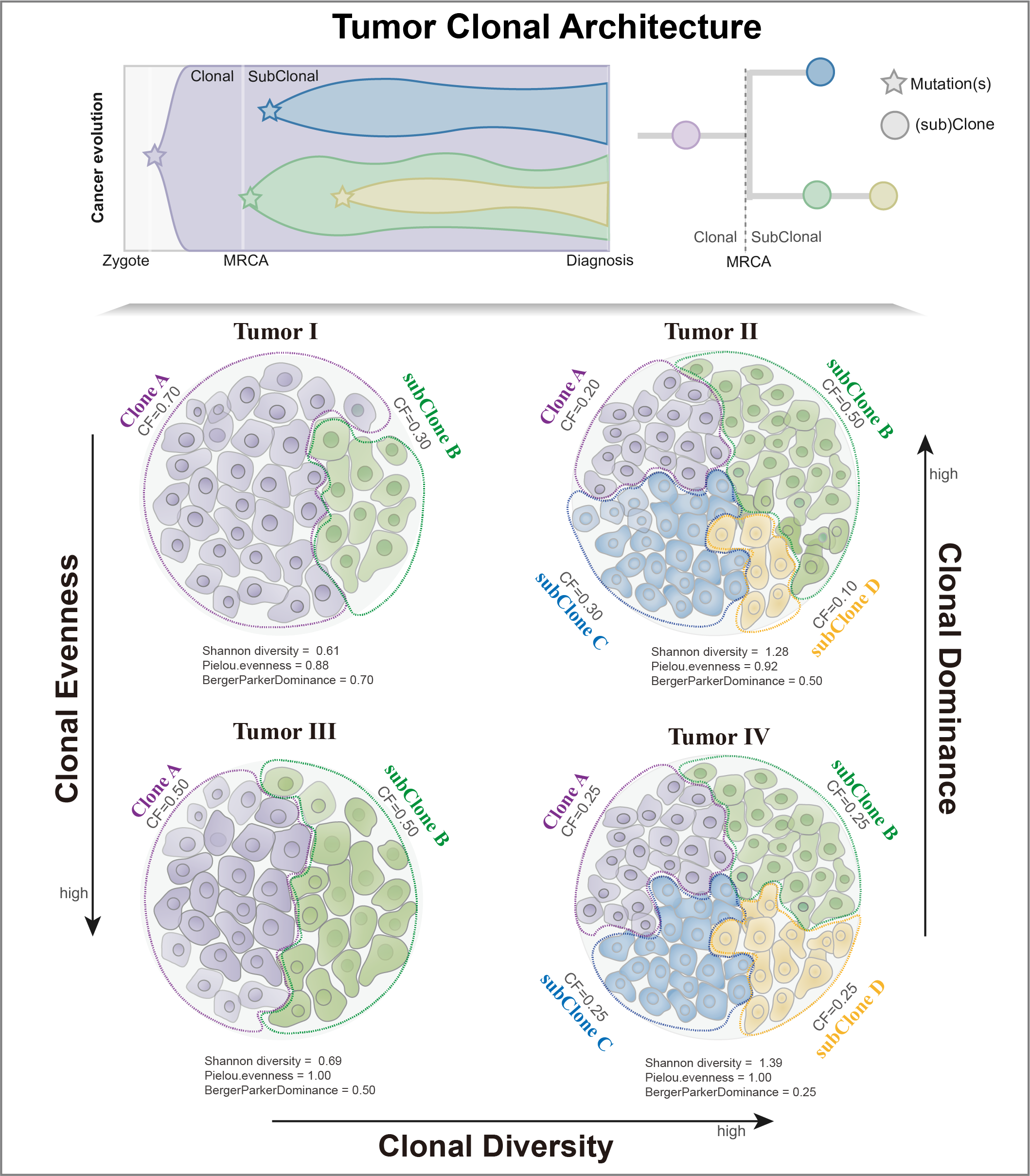 multiple dimential clonal architecture