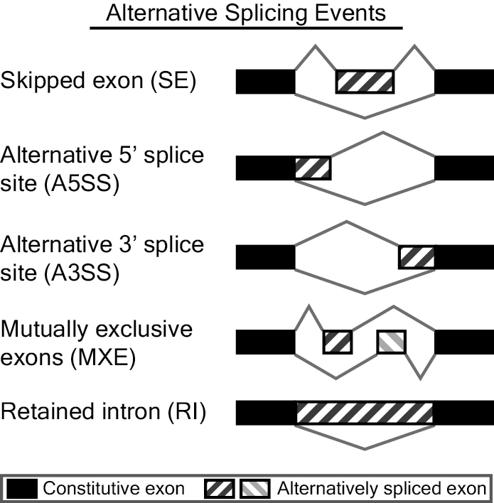 Types of alternative splicing