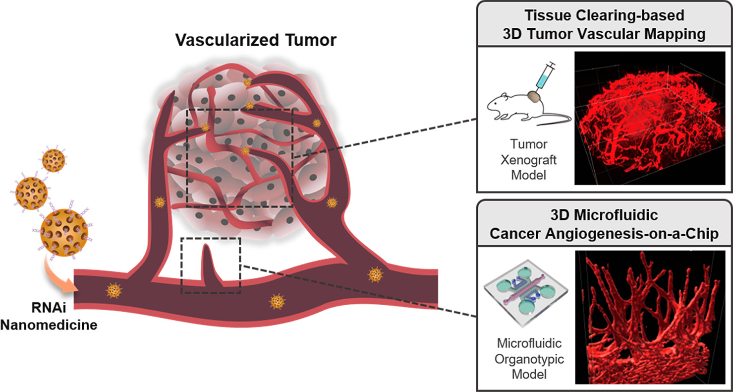 3D Microfluidic Platform and Tumor Vascular Mapping for Evaluating Anti-Angiogenic RNAi-Based Nanomedicine