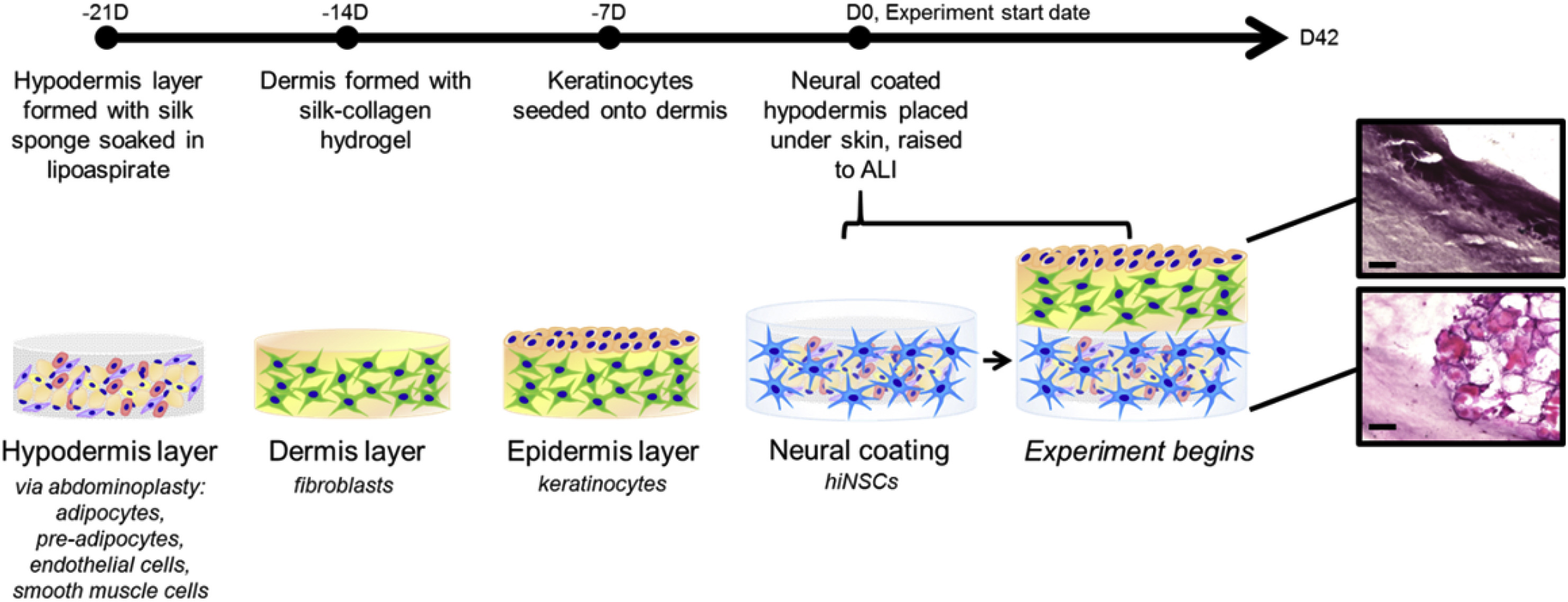 3D biomaterial matrix to support long term, full thickness, immuno-competent human skin equivalents with nervous system components