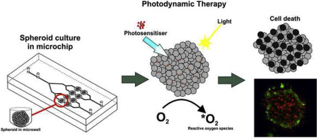 3D lung spheroid cultures for evaluation of photodynamic therapy (PDT) procedures in microfluidic Lab-on-a-Chip system