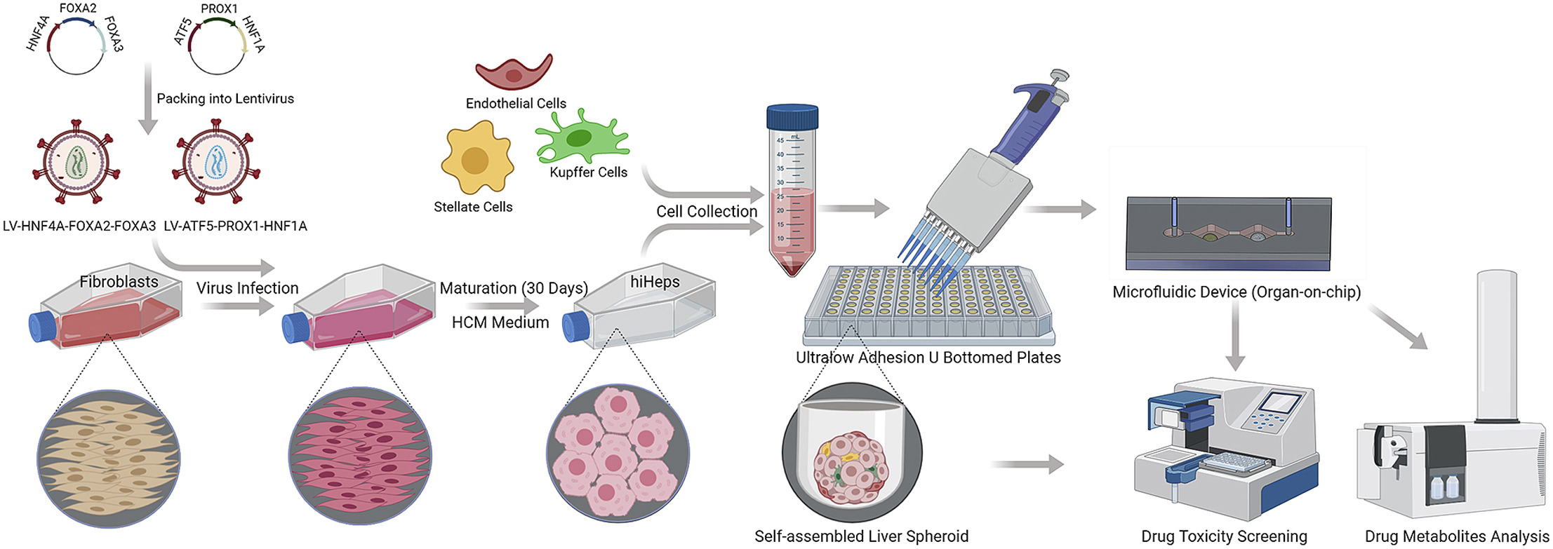 3D scaffold-free microlivers with drug metabolic function generated by lineage-reprogrammed hepatocytes from human fibroblasts