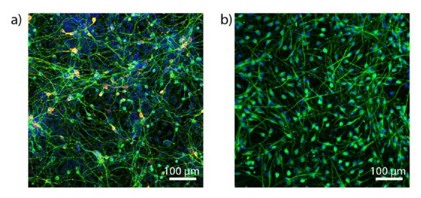 Figure S4：a) M-hNSCs 细胞核(蓝色);神经元(绿色);酪氨酸羟化酶(TH,红色) b) F-hNSCs 细胞核(蓝色);星形细胞(绿色)