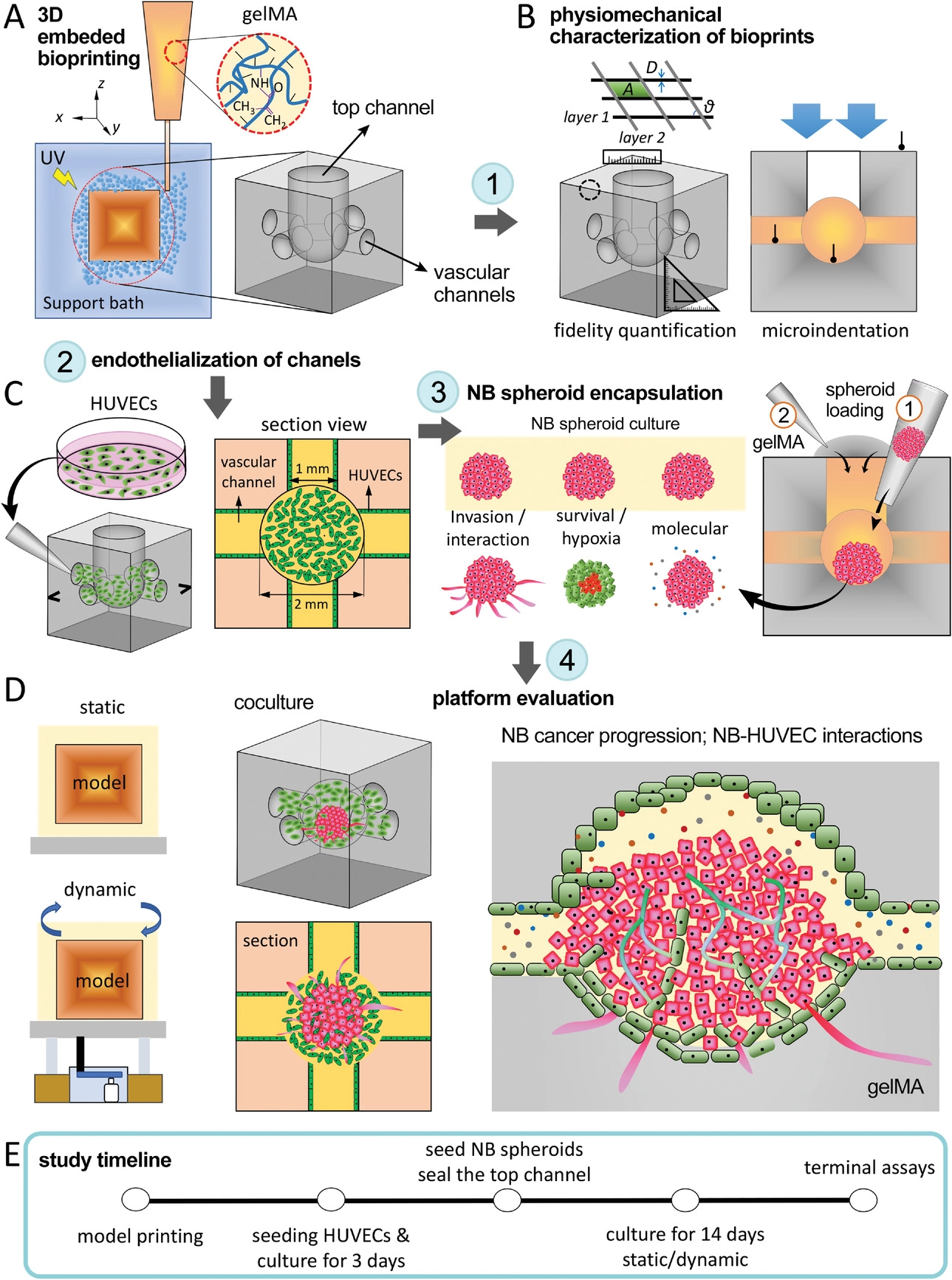 A 3D Bioprinted in vitro Model of Neuroblastoma Recapitulates Dynamic Tumor-Endothelial Cell Interactions Contributing to Solid Tumor Aggressive Behavior