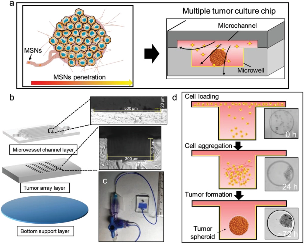 A Dynamic 3D Tumor Spheroid Chip Enables More Accurate Nanomedicine Uptake Evaluation