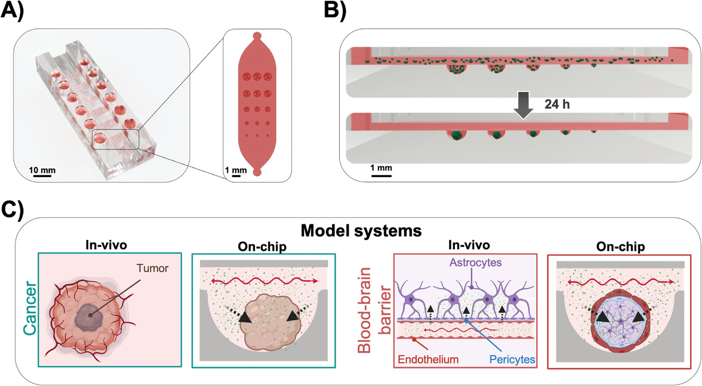 A Microfluidic Multisize Spheroid Array for Multiparametric Screening of Anticancer Drugs and Blood–Brain Barrier Transport Properties