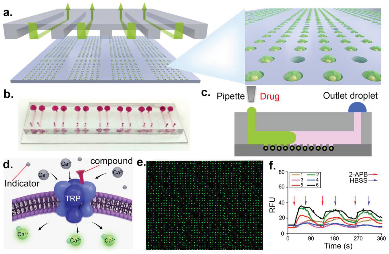 A Precise Microfluidic Assay in Single‐Cell Profile for Screening of Transient Receptor Potential Channel Modulators