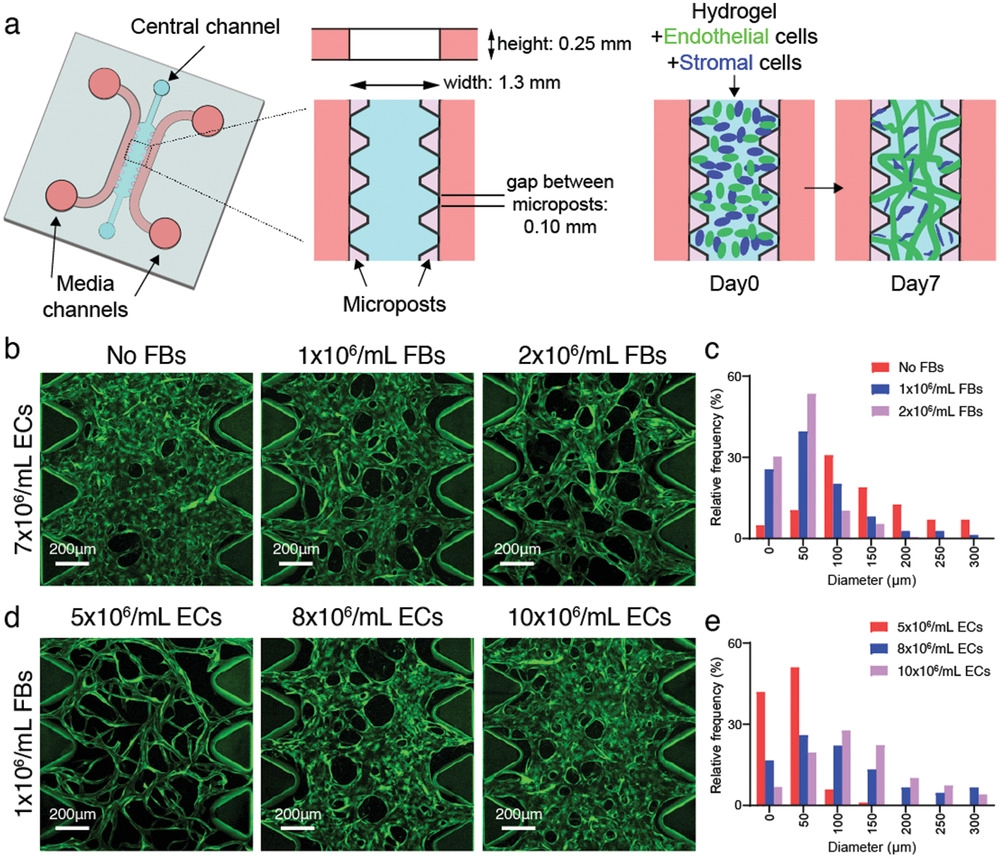 A Robust Method for Perfusable Microvascular Network Formation In Vitro