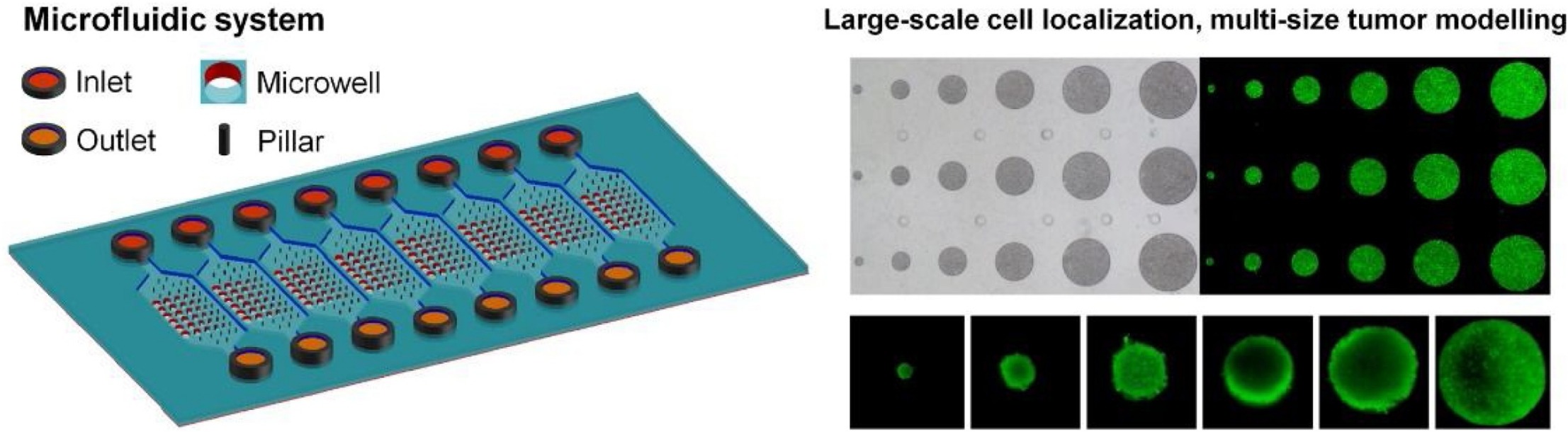 A microfluidic platform for multi-size 3D tumor culture, monitoring and drug resistance testing