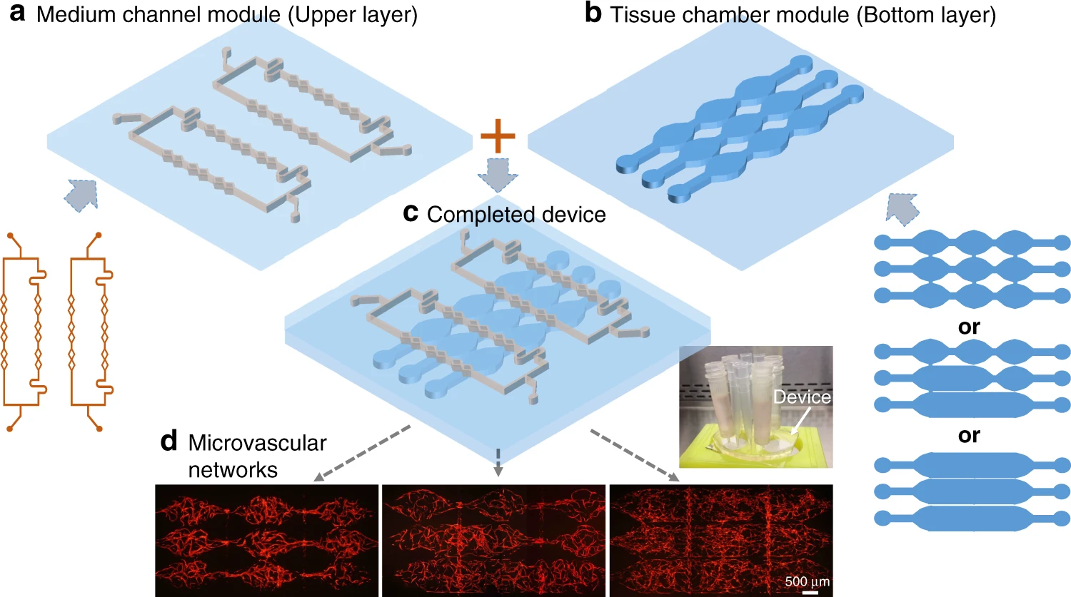 A modular microfluidic system based on a multilayered configuration to generate large-scale perfusable microvascular networks