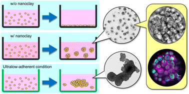 A novel application of hectorite nanoclay for preparation of colorectal cancer spheroids with malignant potential