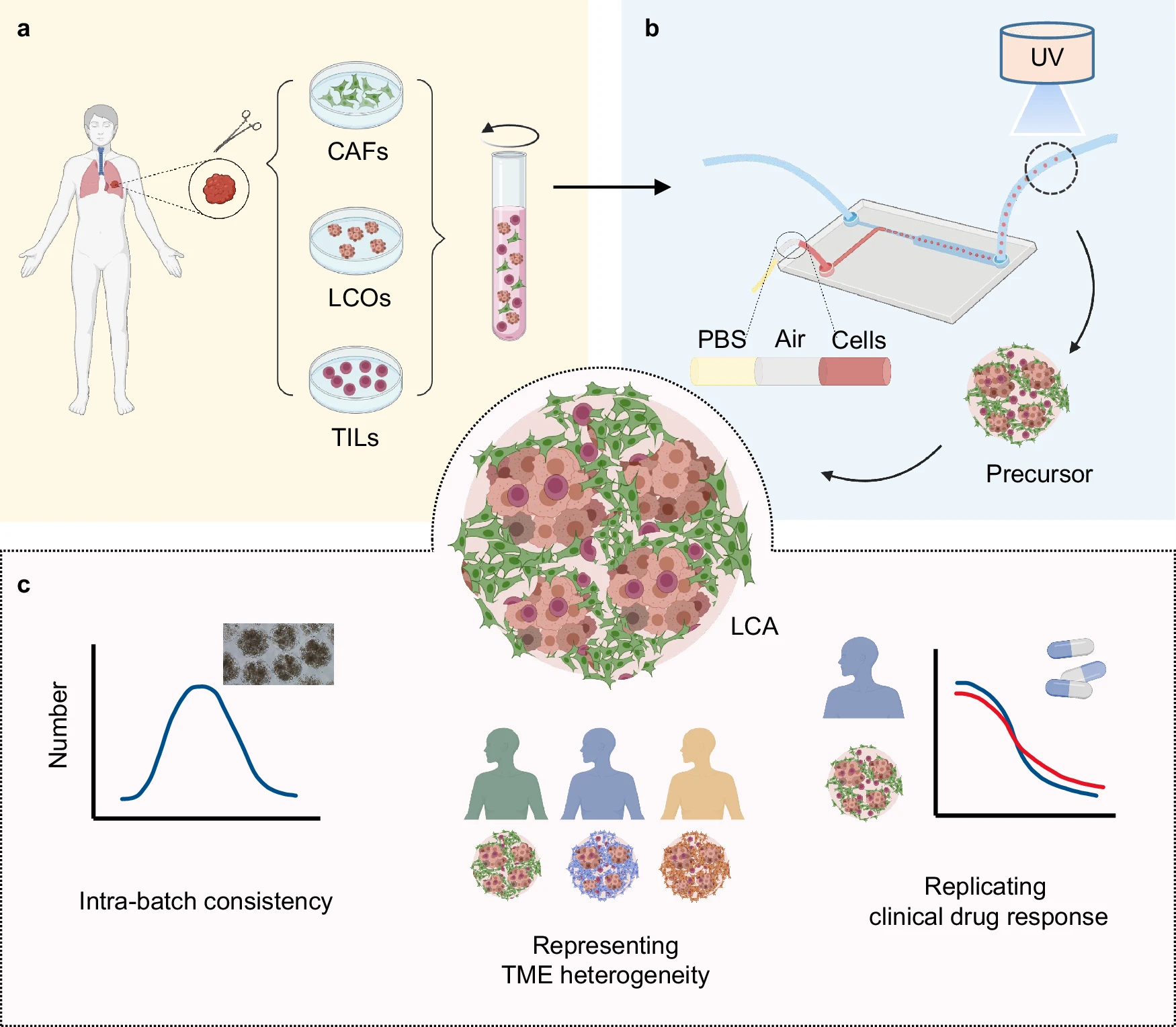 A patient-specific lung cancer assembloid model with heterogeneous tumor microenvironments