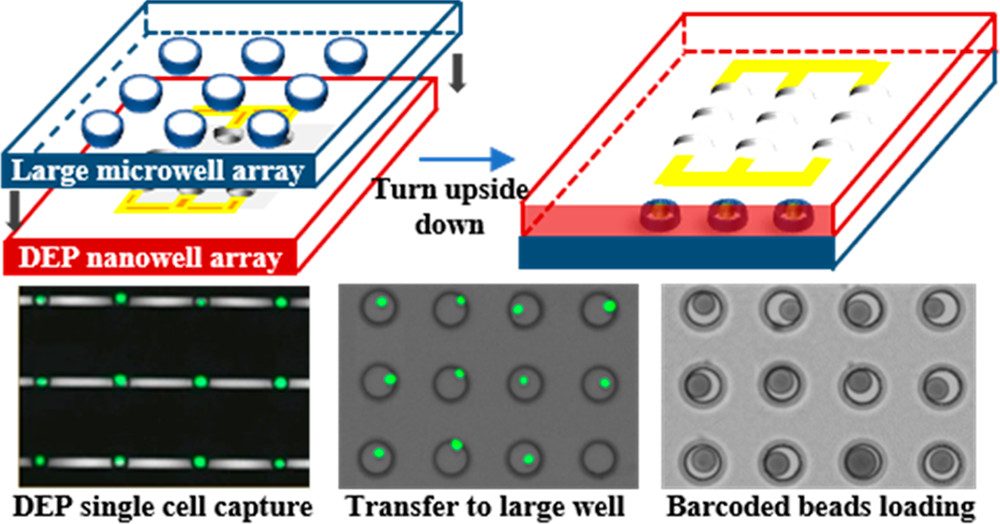 An Integrated Dielectrophoresis-Trapping and Nanowell Transfer Approach to Enable Double-Sub-Poisson Single-Cell RNA Sequencing