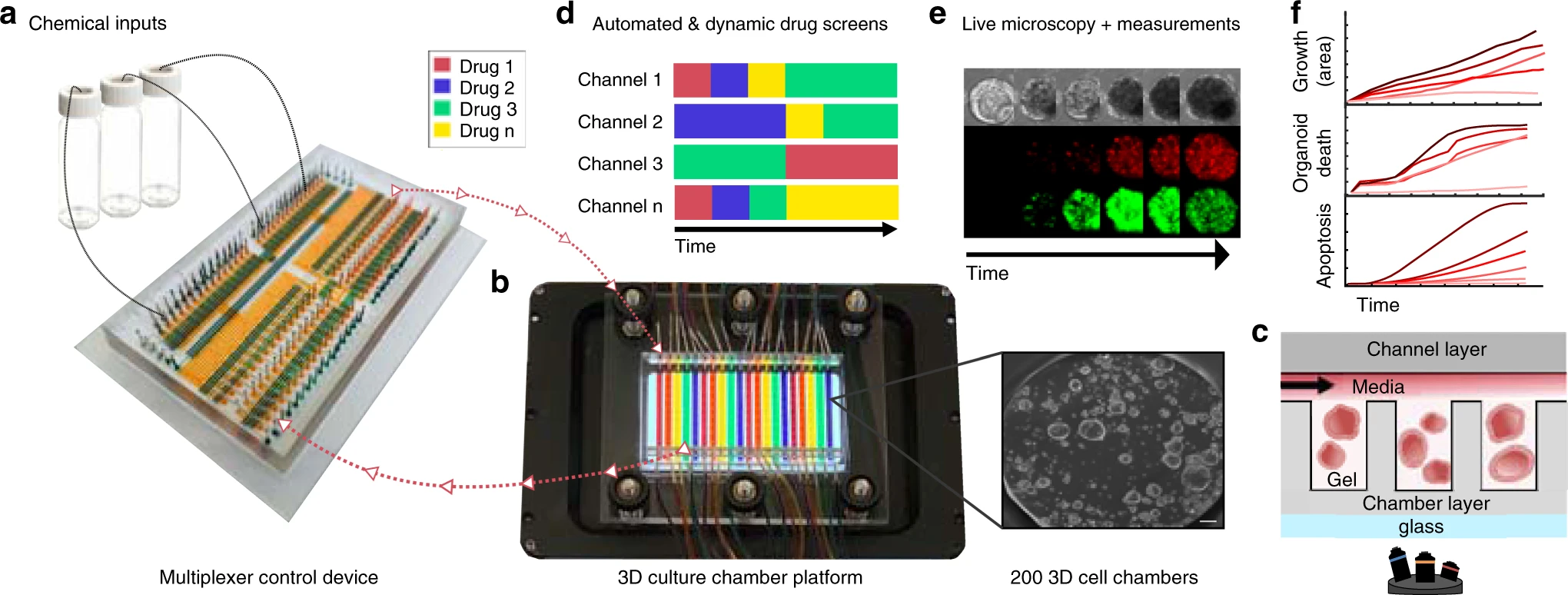 Automated microfluidic platform for dynamic and combinatorial drug screening of tumor organoids