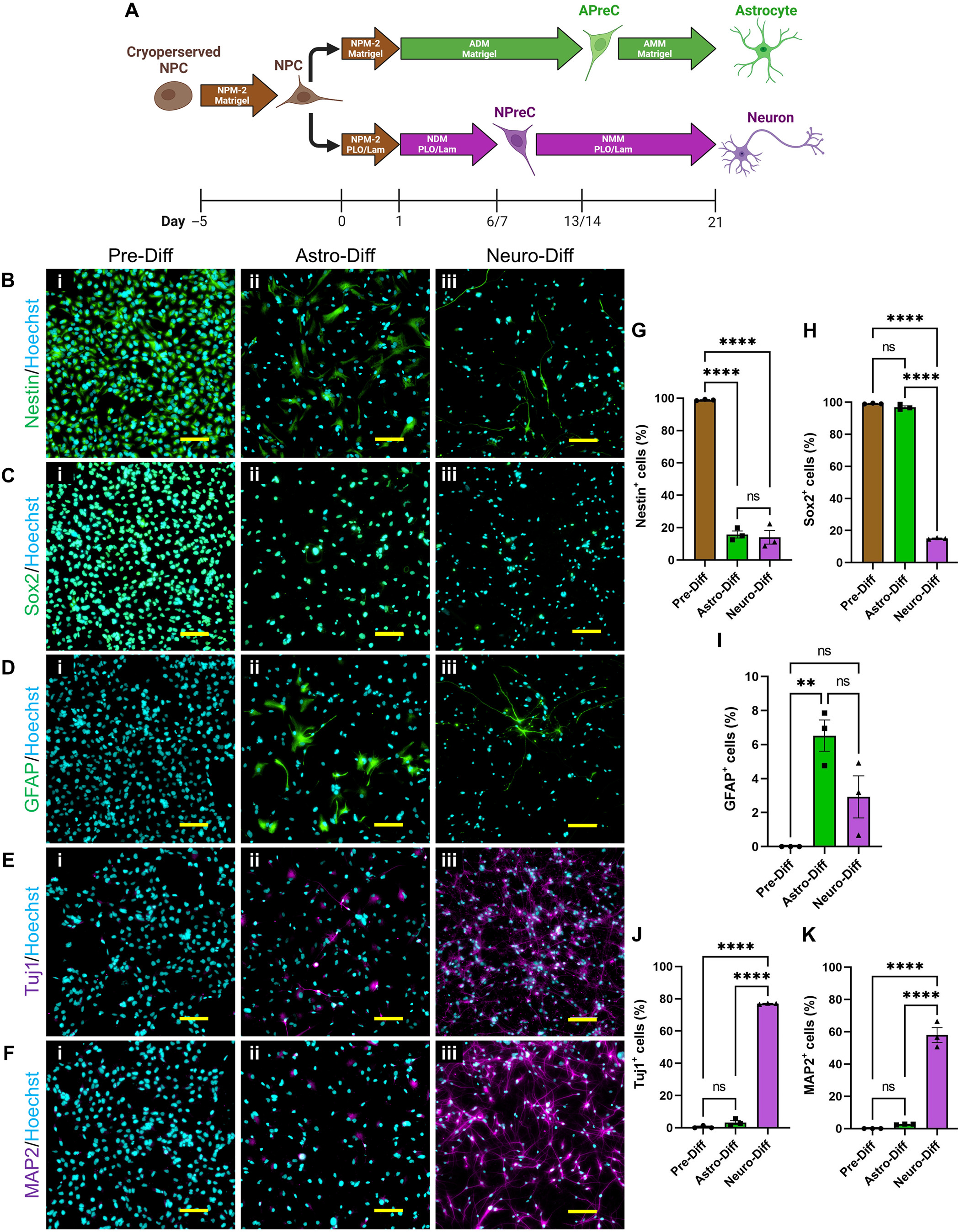 Bioengineered perfused human brain microvascular networks enhance neural progenitor cell survival, neurogenesis, and maturation