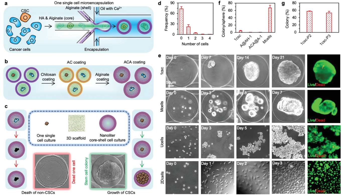 Bioinspired One Cell Culture Isolates Highly Tumorigenic and Metastatic Cancer Stem Cells Capable of Multilineage Differentiation