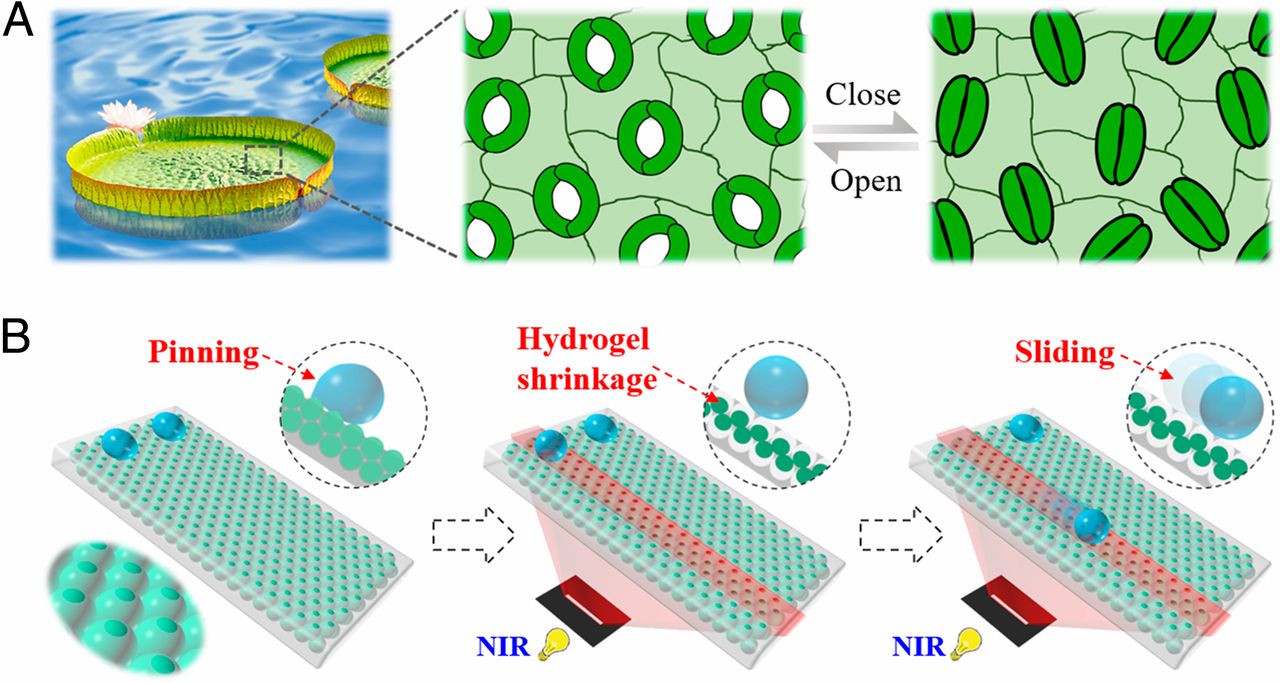 Bioinspired programmable wettability arrays for droplets manipulation