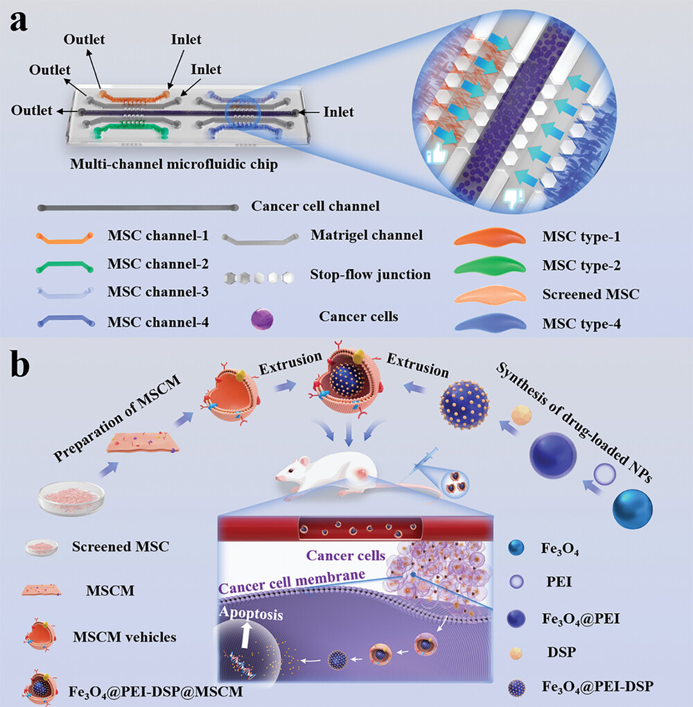 Cell Membranes from Tumor-Tropic MSCs Screened by a Microfluidic Chip for Drug Nanoparticles Encapsulation and Cancer Targeted Therapy