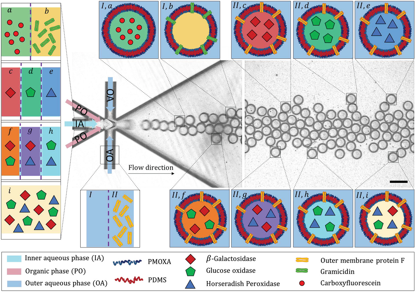 Combinatorial Strategy for Studying Biochemical Pathways in Double Emulsion Templated Cell‐Sized Compartments