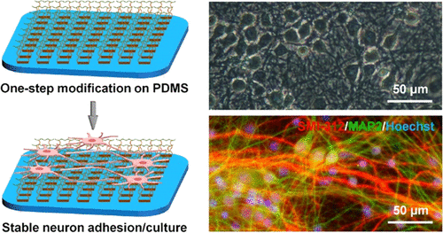 Comprehensive Evaluation of Stable Neuronal Cell Adhesion and Culture on One-Step Modified Polydimethylsiloxane Using Functionalized Pluronic