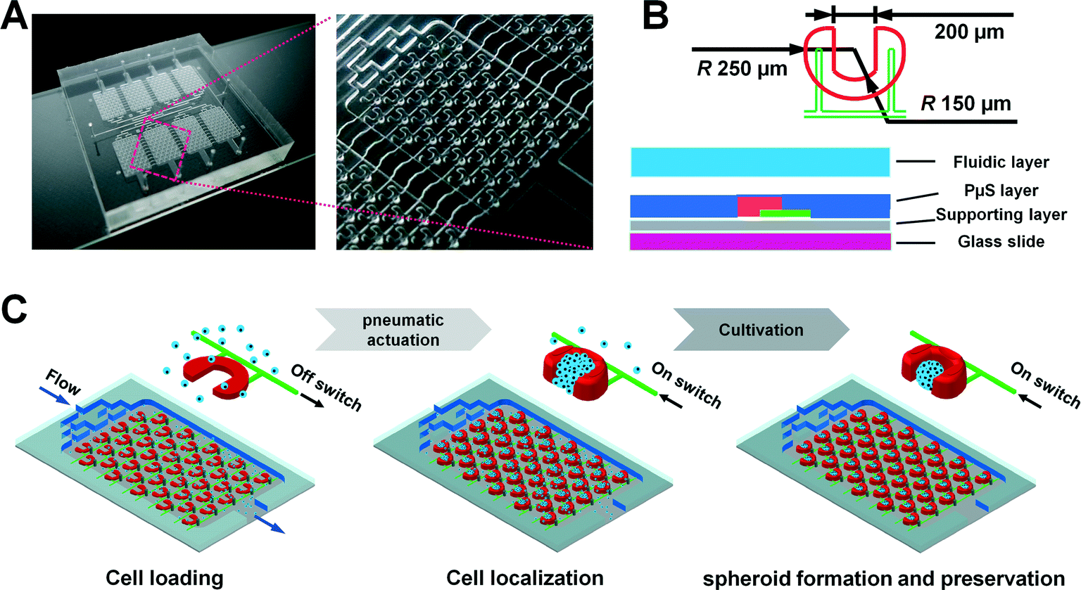 Controllable organization and high throughput production of recoverable 3D tumors using pneumatic microfluidics