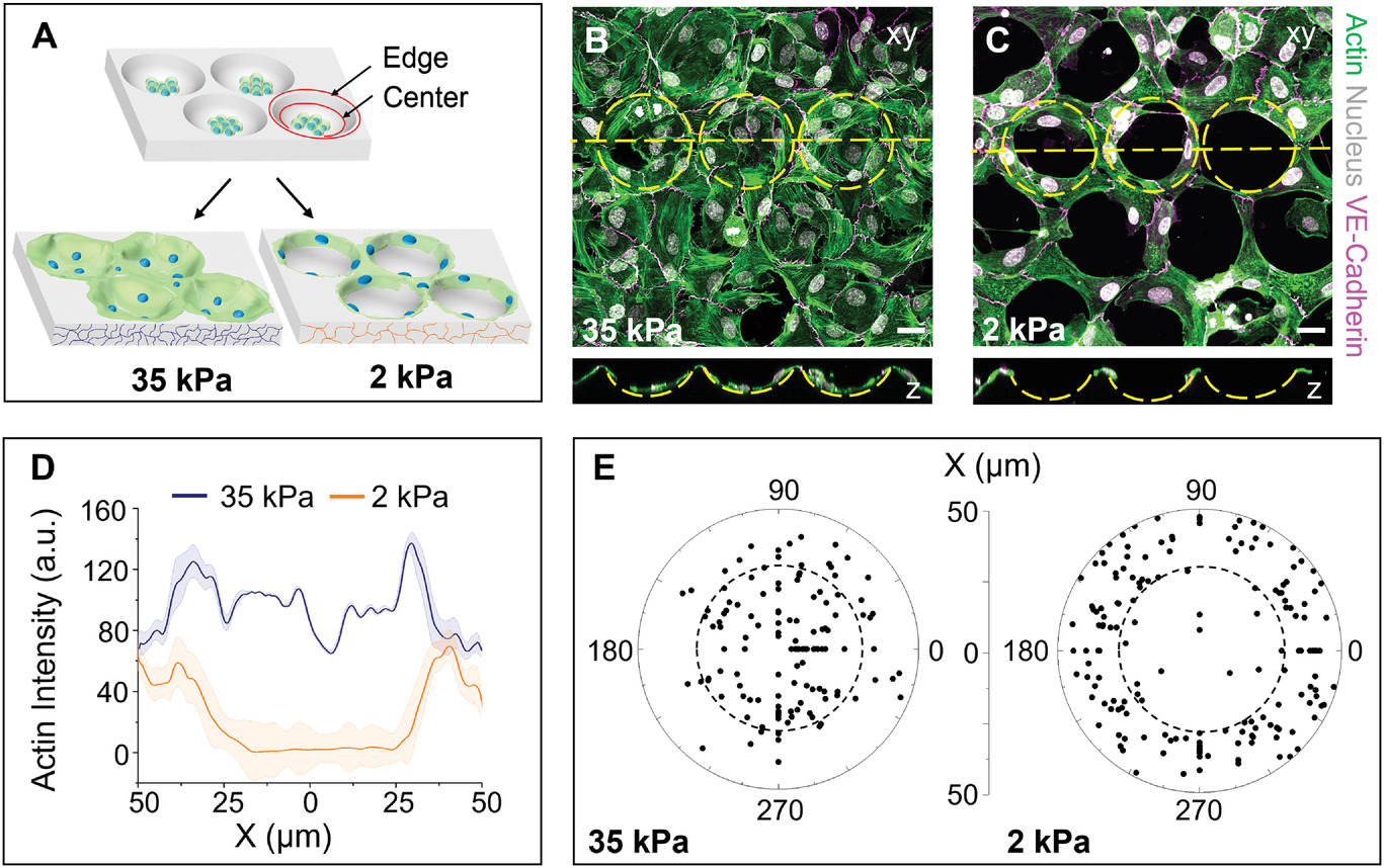 Directing Multicellular Organization by Varying the Aspect Ratio of Soft Hydrogel Microwells