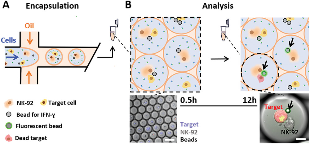 Droplet‐Based Combinatorial Assay for Cell Cytotoxicity and Cytokine Release Evaluation