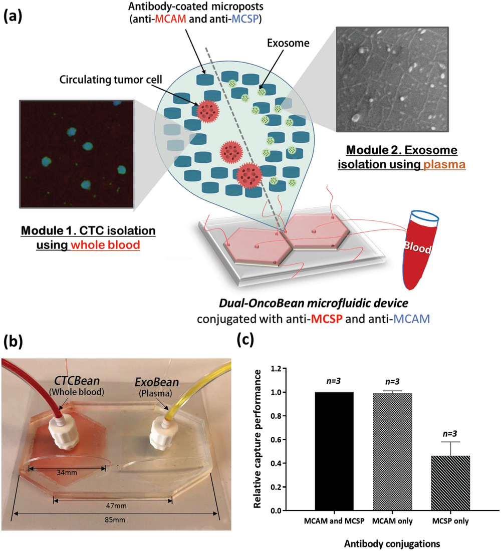 Dual‐Isolation and Profiling of Circulating Tumor Cells and Cancer Exosomes from Blood Samples with Melanoma Using Immunoaffinity‐Based Microfluidic Interfaces