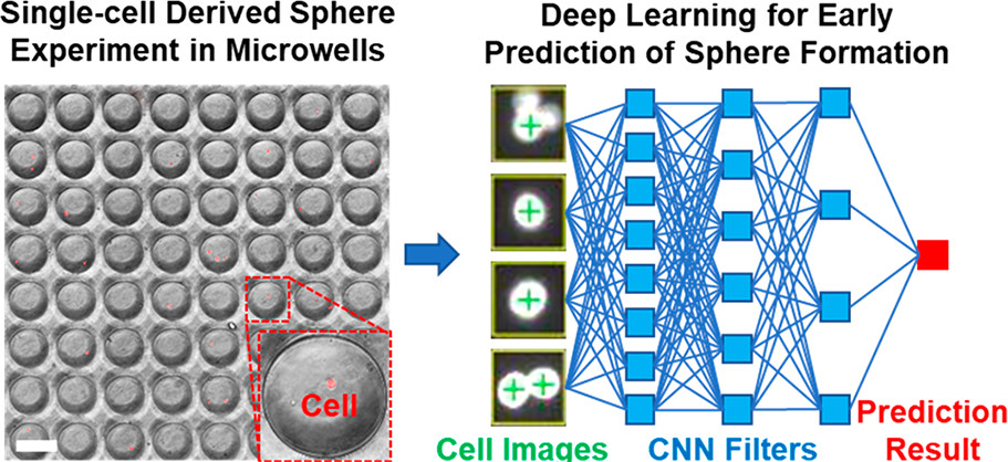 Early Prediction of Single-Cell Derived Sphere Formation Rate Using Convolutional Neural Network Image Analysis