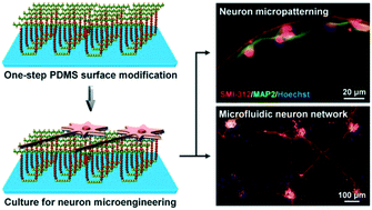 Enhancement and control of neuron adhesion on polydimethylsiloxane for cell microengineering using a functionalized triblock polymer